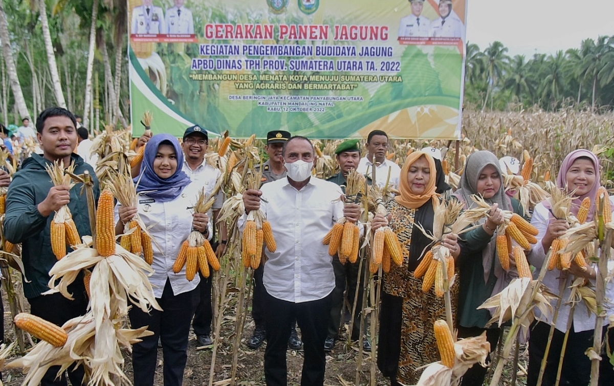 Pemprov Sumut Terus Dorong Petani Kembangkan Tanaman Jagung Sumut