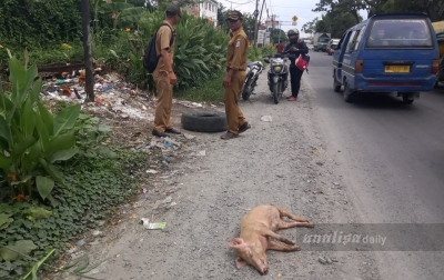Bangkai Babi Ditemukan di Jalan Kapten Sumarsono