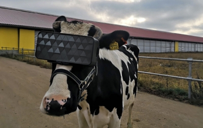 Tingkatkan Produksi Susu, Sapi di Moskow Pakai VR