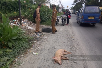 Polisi Terus Menyelidiki Oknum Pembuang Bangkai Babi