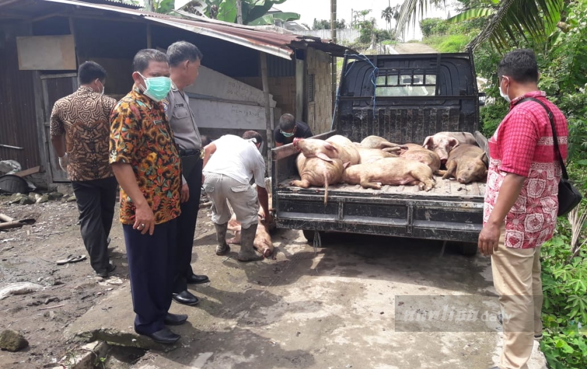 Cegah Hog Cholera, Polres Tebing Tinggi Kubur 13 Bangkai Babi
