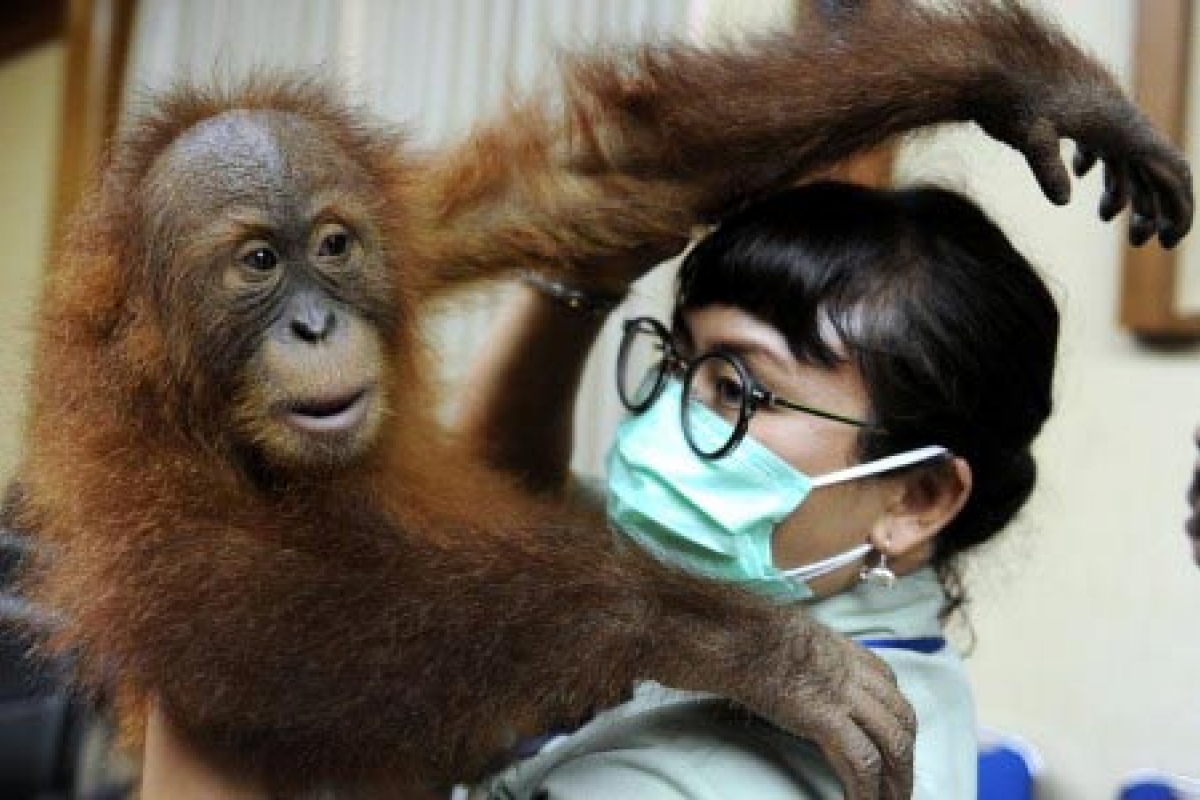 BKSDA Bali Translokasi Orangutan ke Sibolangit