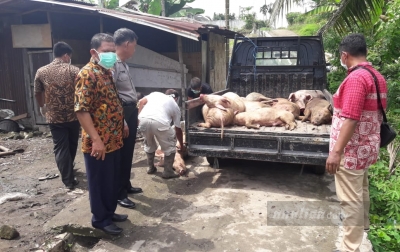 Cegah Hog Cholera, Polres Tebing Tinggi Kubur 13 Bangkai Babi