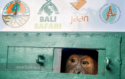 Orangutan Sumatera Gagal Diselundupkan Tiba KNIA