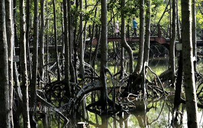 Foto: Bakau nan Memukau