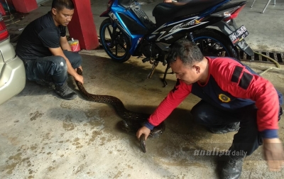 Warga Dihebohkan Penemuan Ular Piton di Rumah dan Masjid