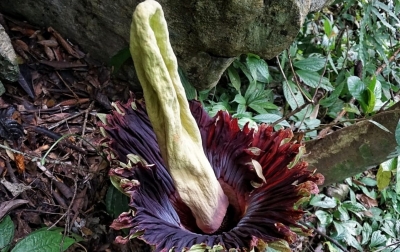 Menikmati Keindahan Bunga Bangkai di Objek Wisata Batu Katak