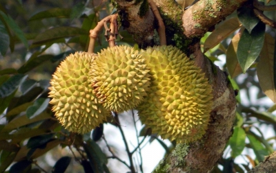 Taman Durian Bakal Jadi Ikon Pariwisata Baru Batam