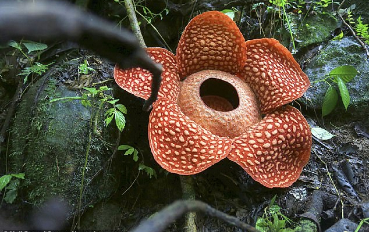  Bunga  Rafflesia  Tuan Mudae Salah Satu Terbesar  di  Dunia  