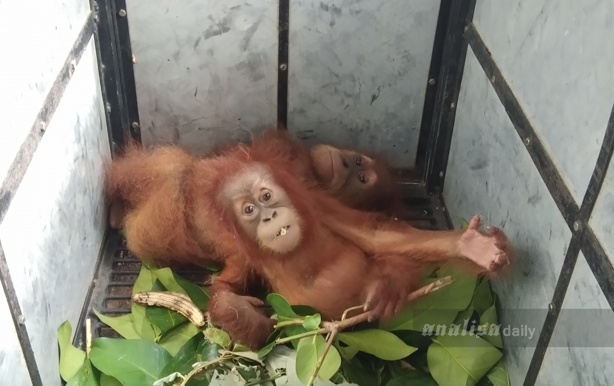 Balai TNGL Bawa Sepasang Orangutan dari Rumah Warga