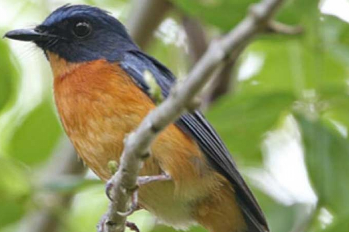 Spesies Burung Baru Ditemukan di Pulau Wallacean