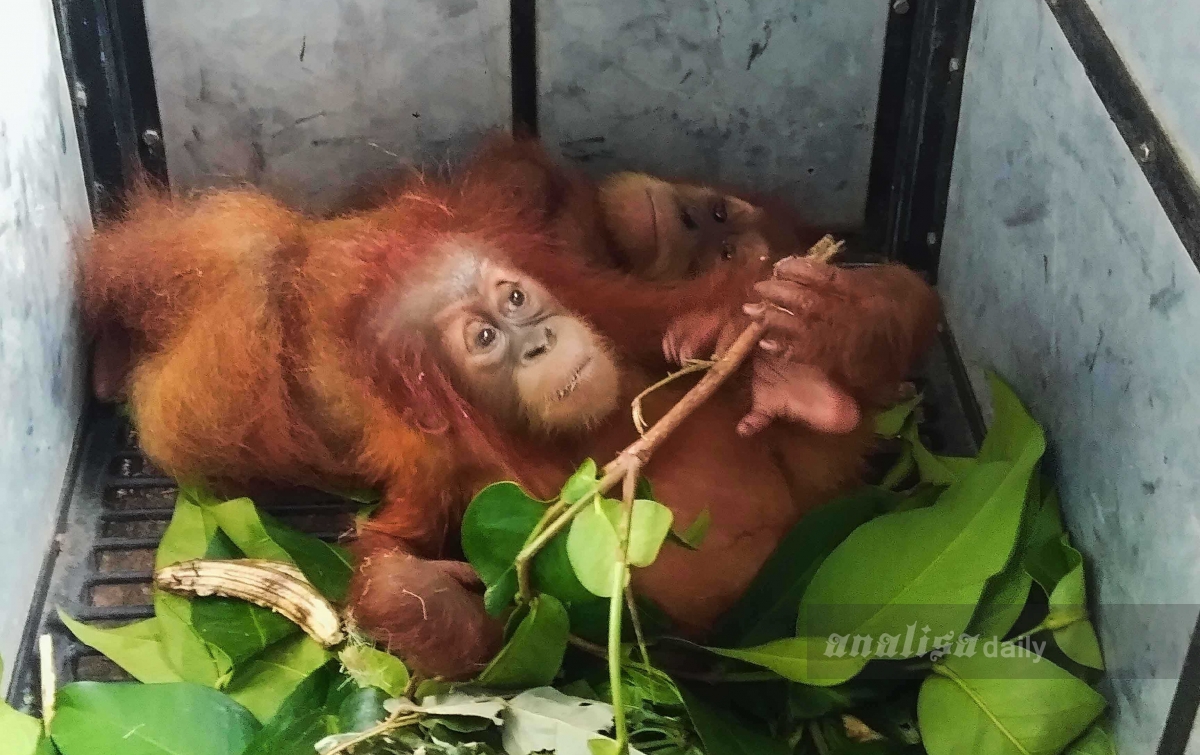 Orangutan Sumatera di Ambang Kepunahan