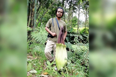 Bunga Bangkai Langka Mekar di Sibolangit