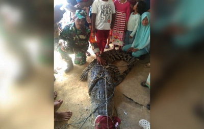 Sempat Resahkan Warga, Buaya Sepanjang 3 Meter Ditangkap