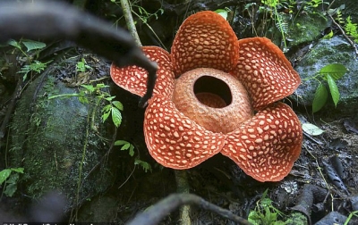 Bunga Rafflesia Tuan Mudae Salah Satu Terbesar di Dunia
