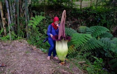 Melihat Indahnya Bunga Bangkai Langka di Deliserdang