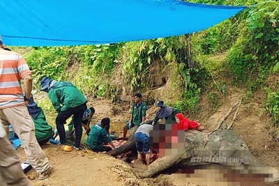 Bangkai ‘Neneng’ Ditanam di Kawasan Medan Zoo