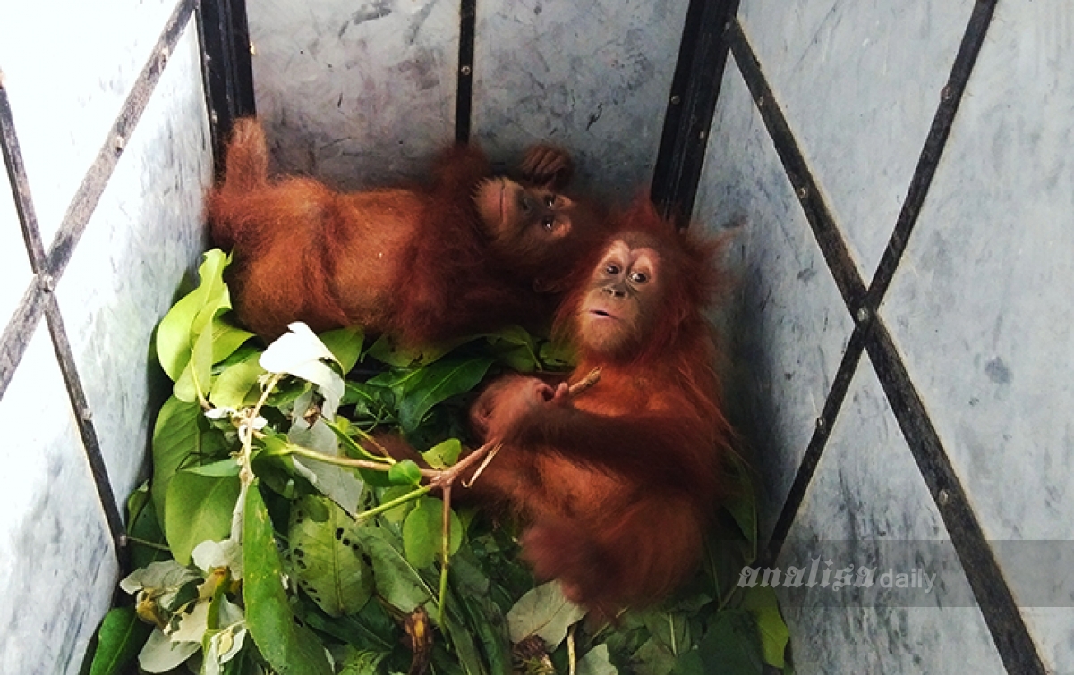 Satu Orang Ditetapkan Tersangka Kasus Perdagangan Orangutan