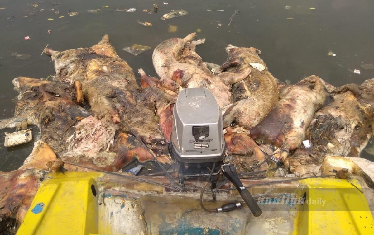 Akibat Hog Cholera dan ASF, 46.600 Ekor Babi Mati di Sumut