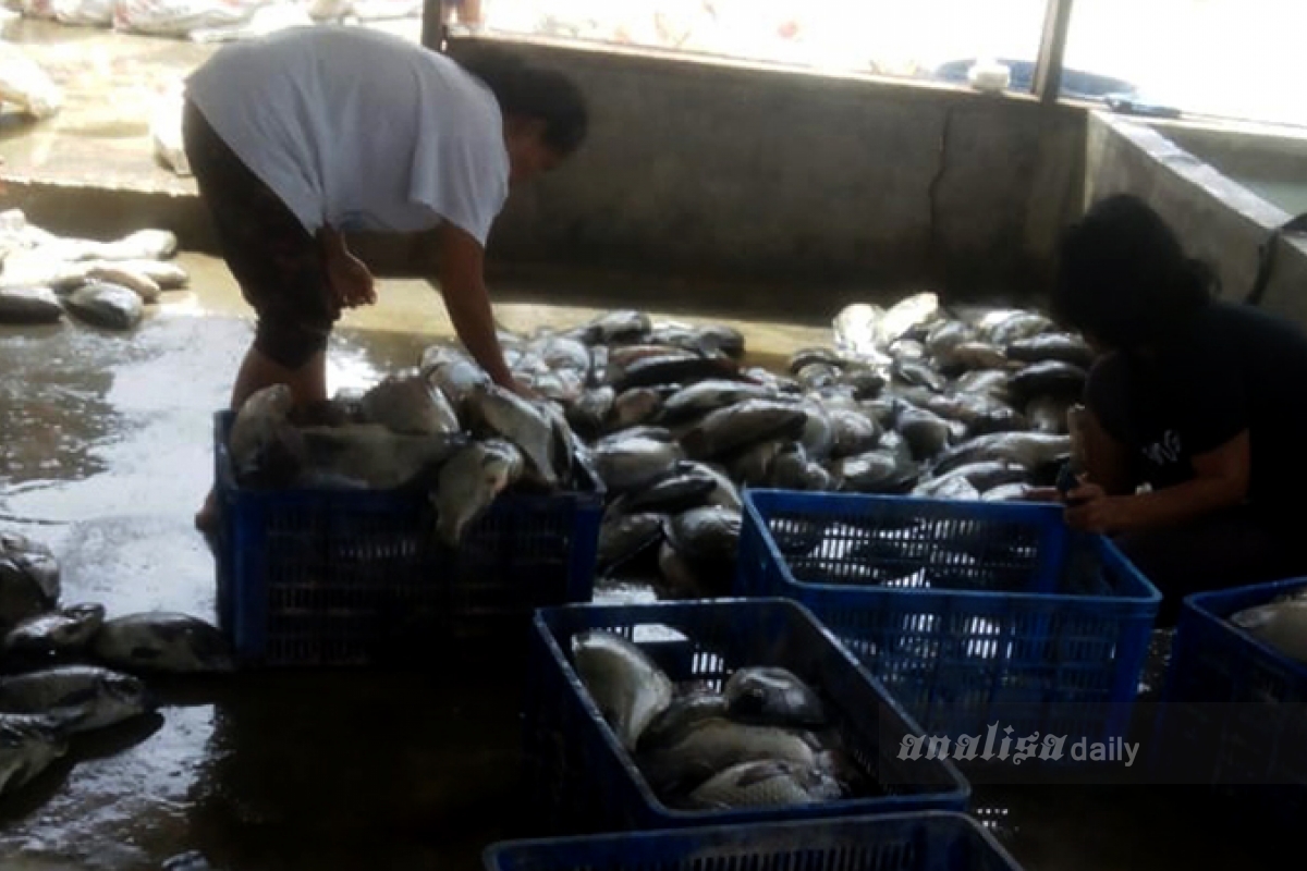 Pengusaha Ikan di Samosir Resah