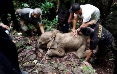 Anak Gajah yang Kena Jerat Pemburu Liar Akhirnya Mati