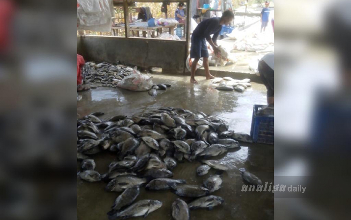 Limbah Ikan Diduga Tak Dijadikan Pupuk, Diperjualbelikan dan Ditanam