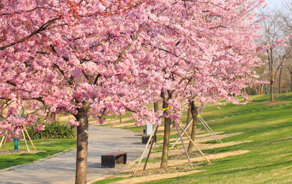Bunga Sakura Mekar Ditampilkan Lewat Siaran Langsung