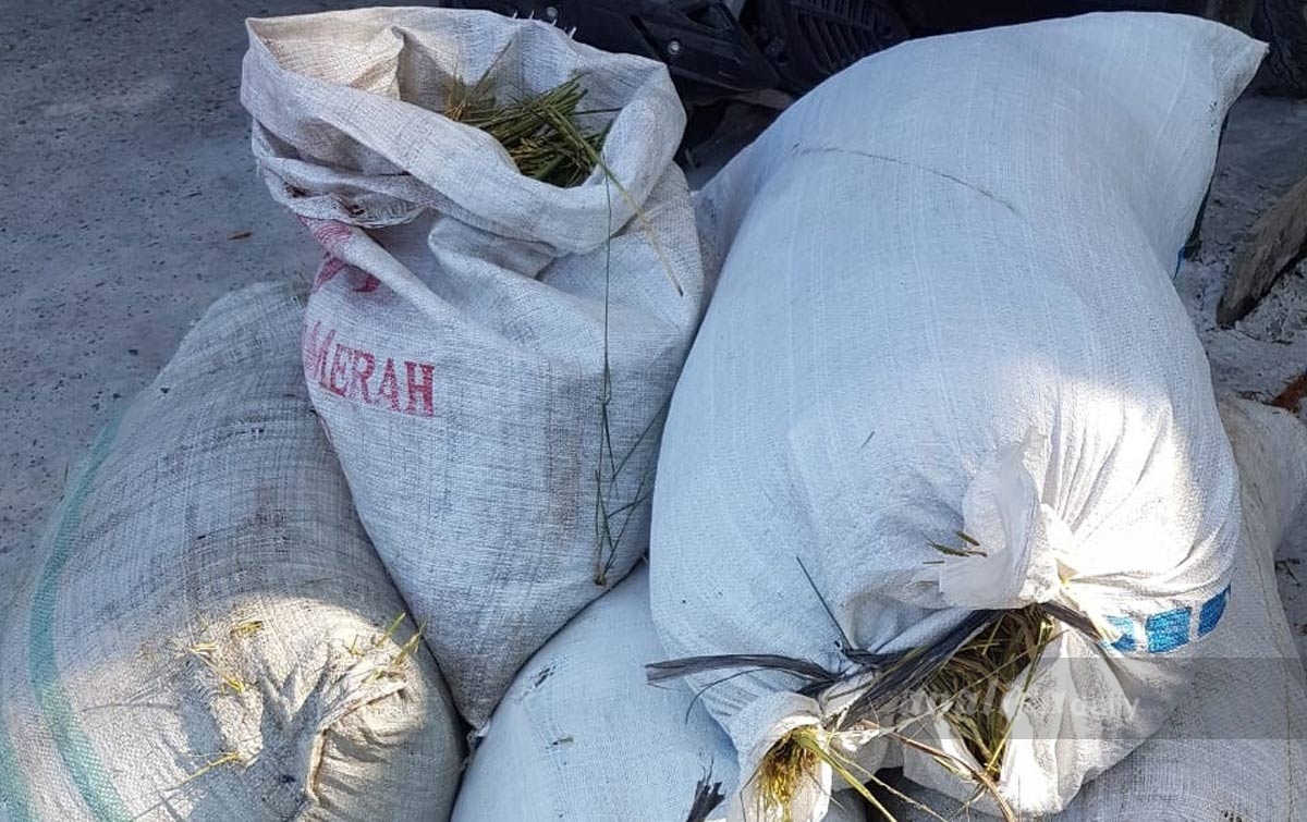 Ketahuan Mencuri di Sawah, WP Dipukuli Pemilik