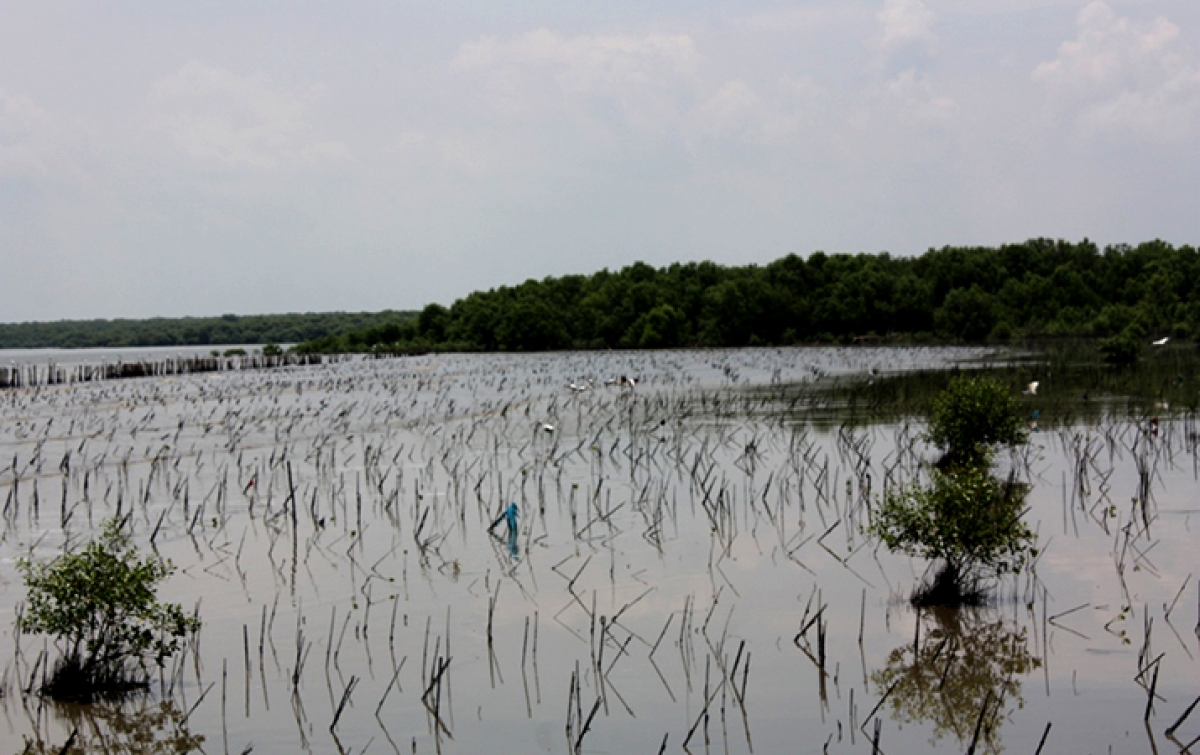 Peneliti: 60 Persen Tutupan Hutan Mangrove Pantai Timur Sumatera Sudah Lenyap