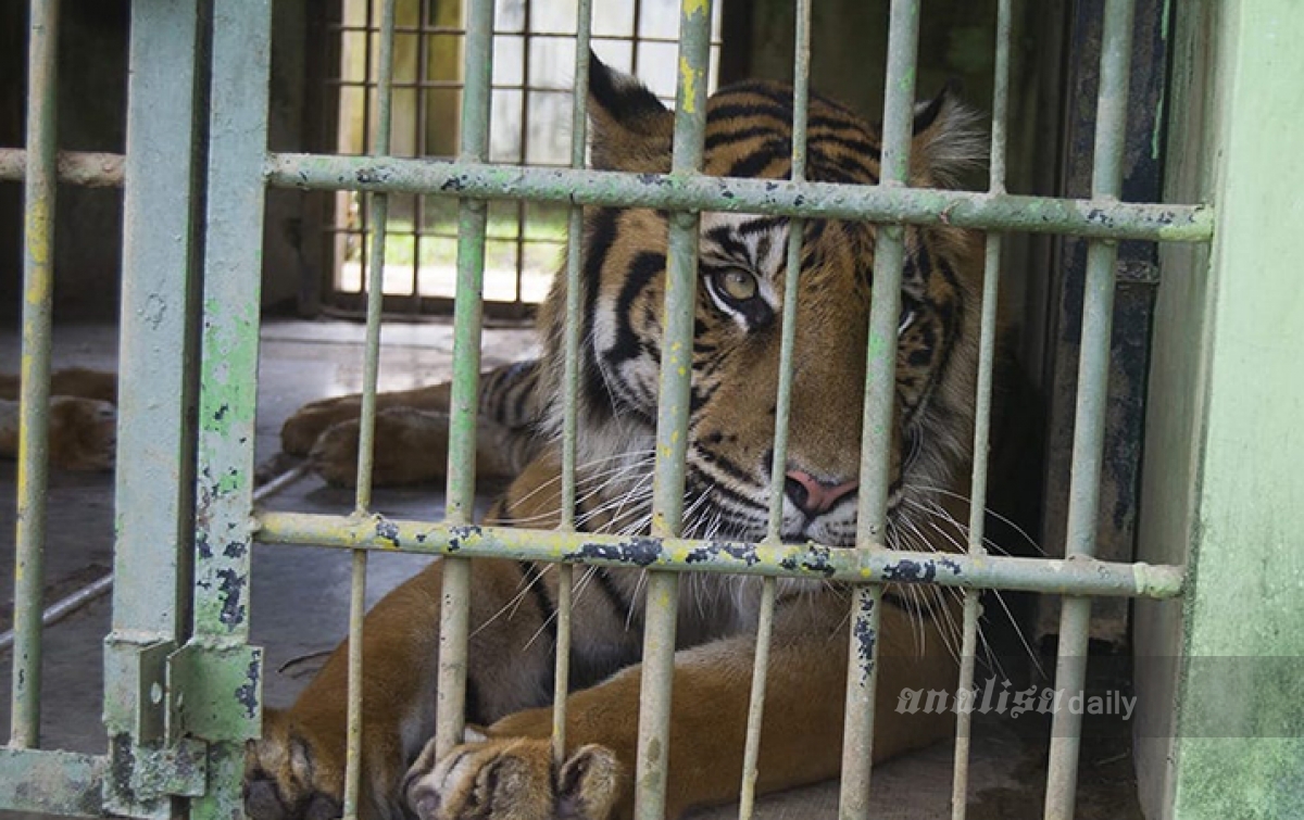 Biaya Operasional Medan Zoo Selama Pandemi COVID-19 Ditanggung Gugus Tugas