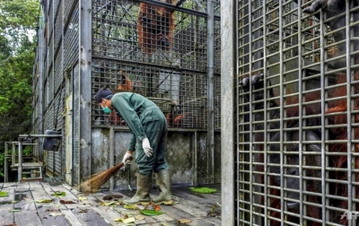 Khawatir Tertular, Rehabilitasi Orangutan Ditutup untuk Pengunjung