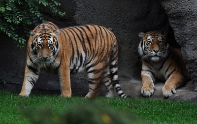 Harimau di Kebun Binatang AS Positif Terinfeksi Corona COVID-19