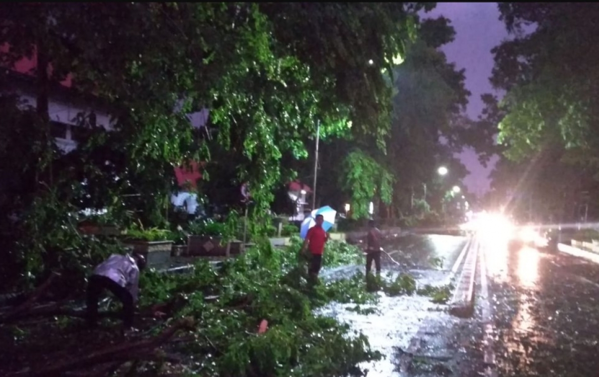 Hujan Lebat di Medan Mengakibatkan Sejumlah Pohon Tumbang