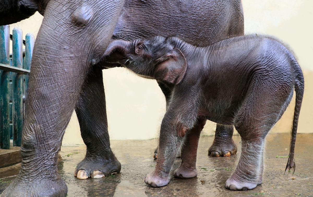 Lahir saat Pandemi, Gajah di Taman Safari Diberi Nama Covid