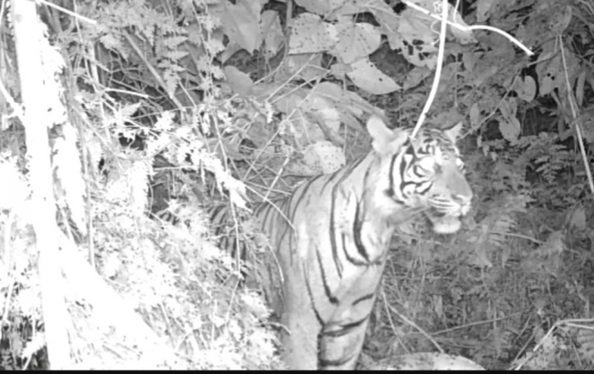 Harimau Pemangsa Ternak Warga Terekam Kamera