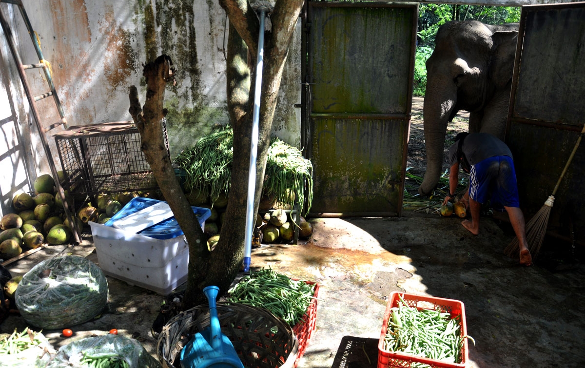 Foto: Donasi Makanan Untuk Satwa Medan Zoo