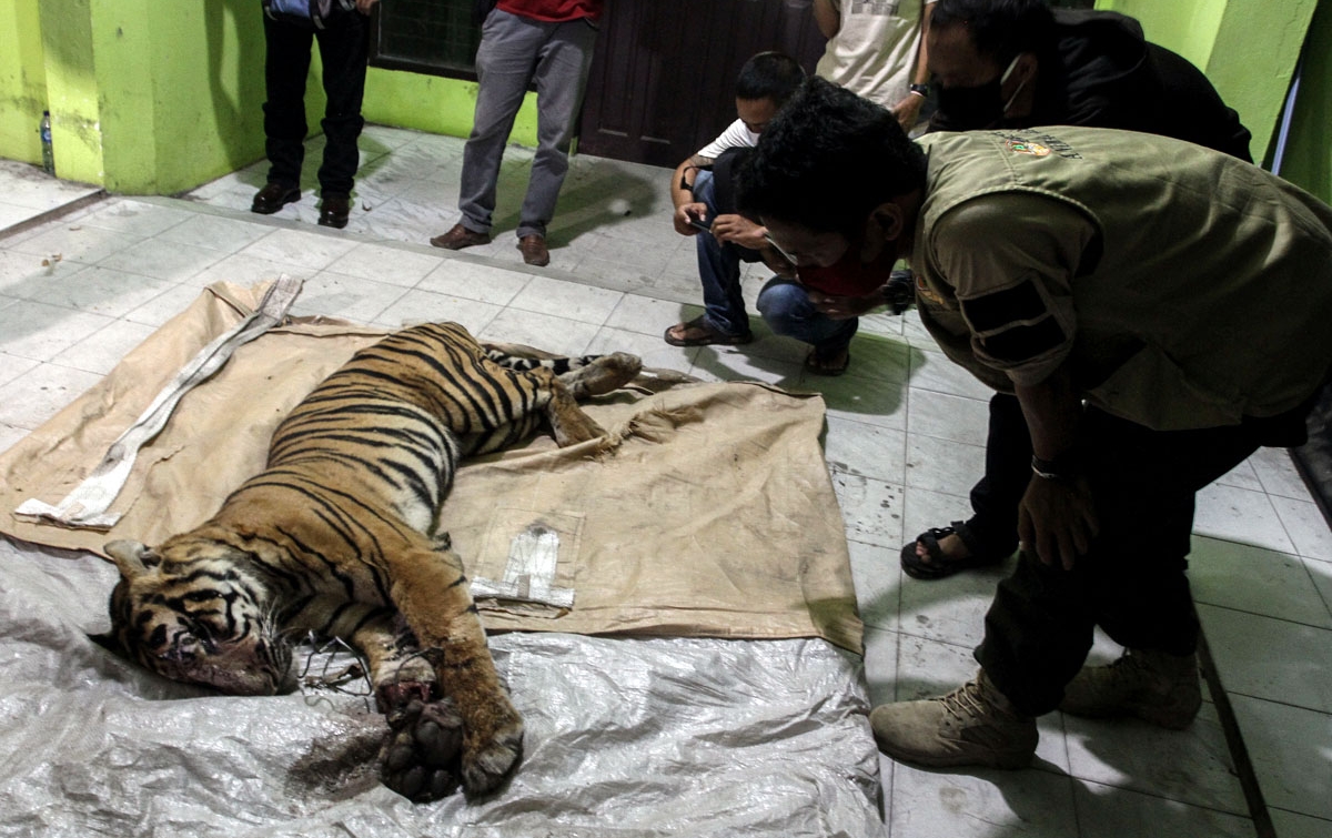 Foto: Harimau Sumatera Mati Terjerat