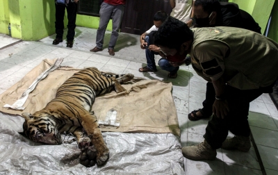 Foto: Harimau Sumatera Mati Terjerat