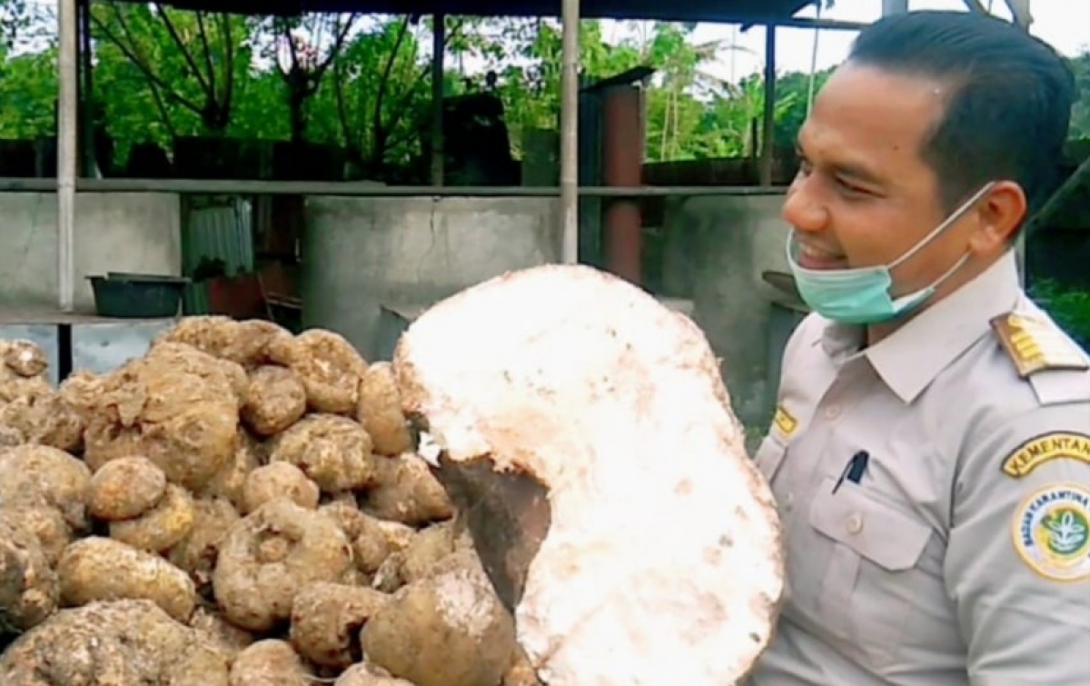 Tanaman Porang Jadi Komoditas Unggulan Sumut
