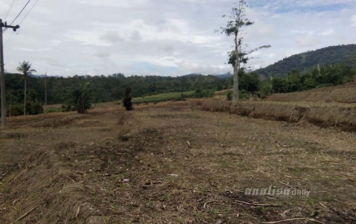 Ratusan Hektare Lahan Persawahan di Dairi Tak Bisa Ditanami