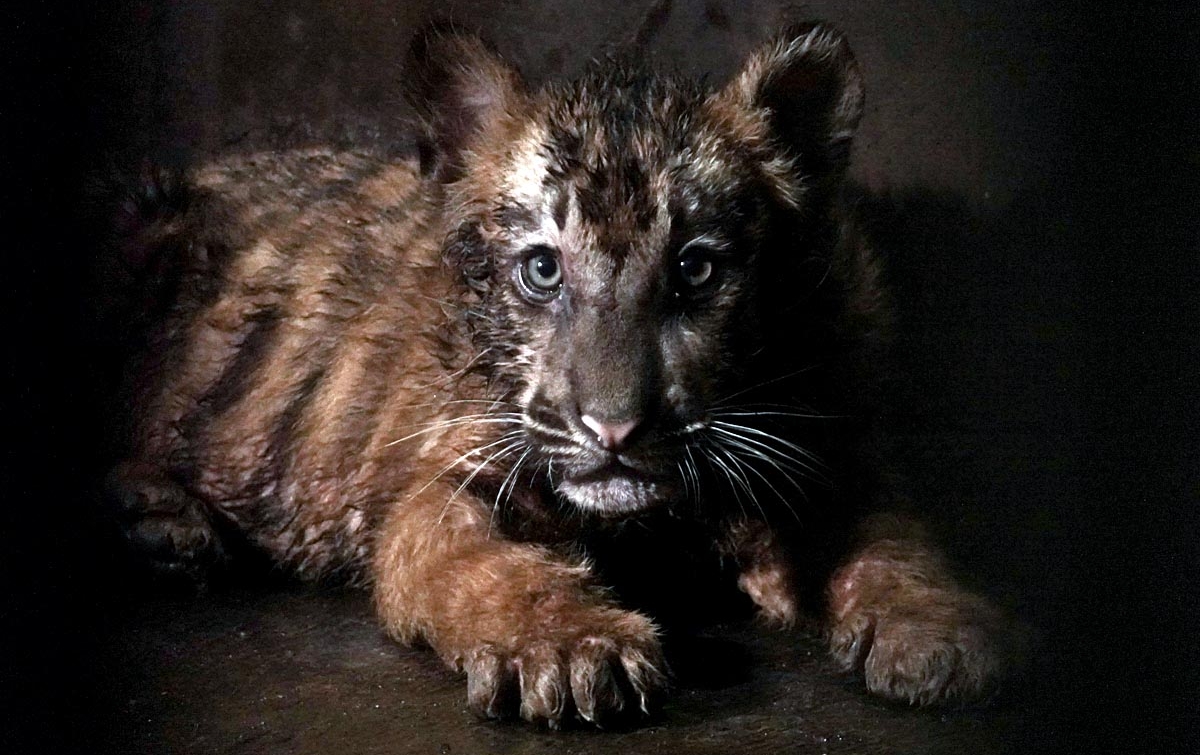 Foto: Darmi, Anak Harimau Benggala
