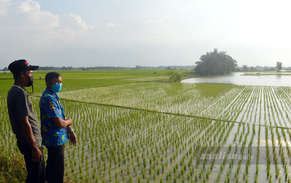Ratusan Hektar Sawah Tadah Hujan Terendam Air