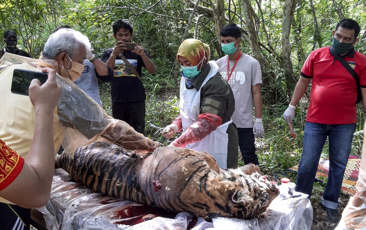 Foto: Proses Nekropsi Harimau Mati Keracunan