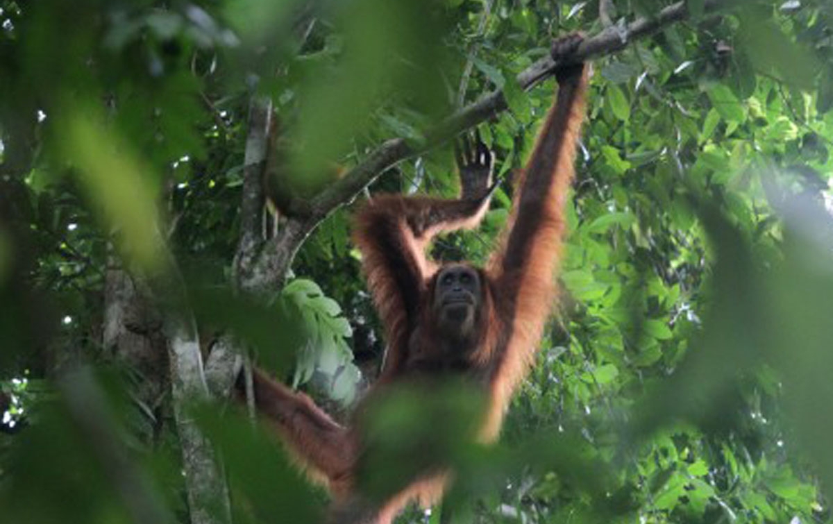 Upaya Lindungi Orangutan Tapanuli, Pemprov Sumut Bentuk KSP