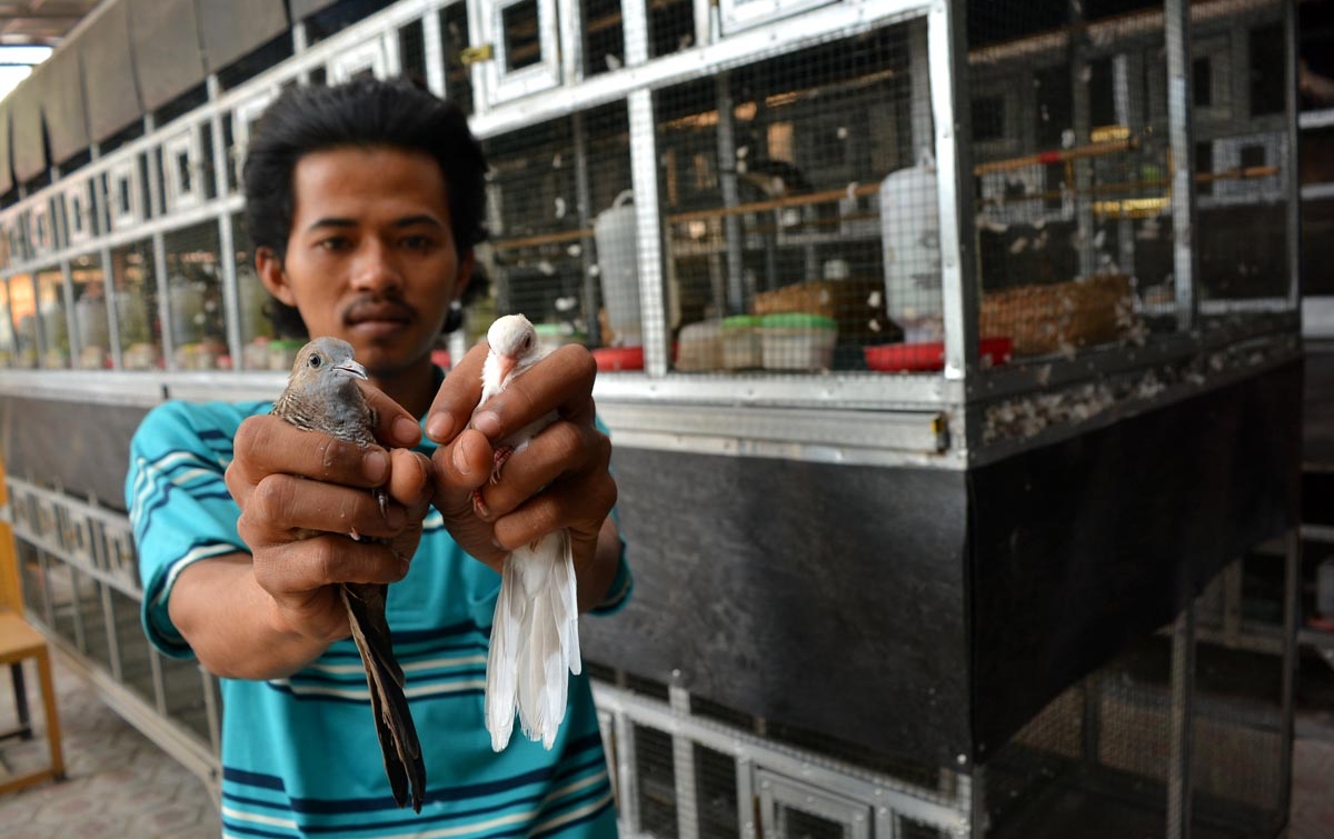 Foto: Ternak Burung Perkutut