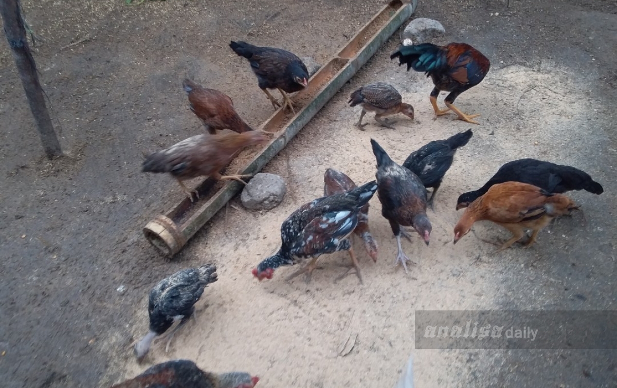 Ratusan Ternak Ayam di Taput Mati Mendadak