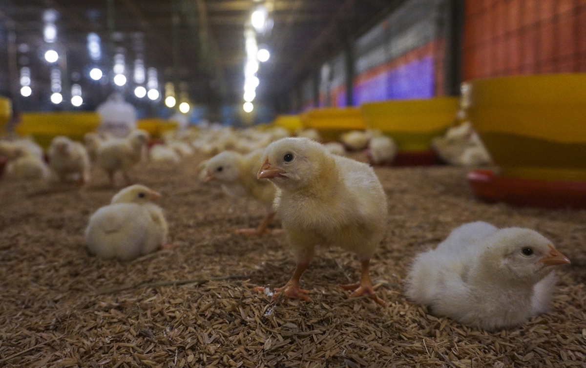 Kematian Ratusan Ayam Ternak di Taput Akibat Virus Tetelo