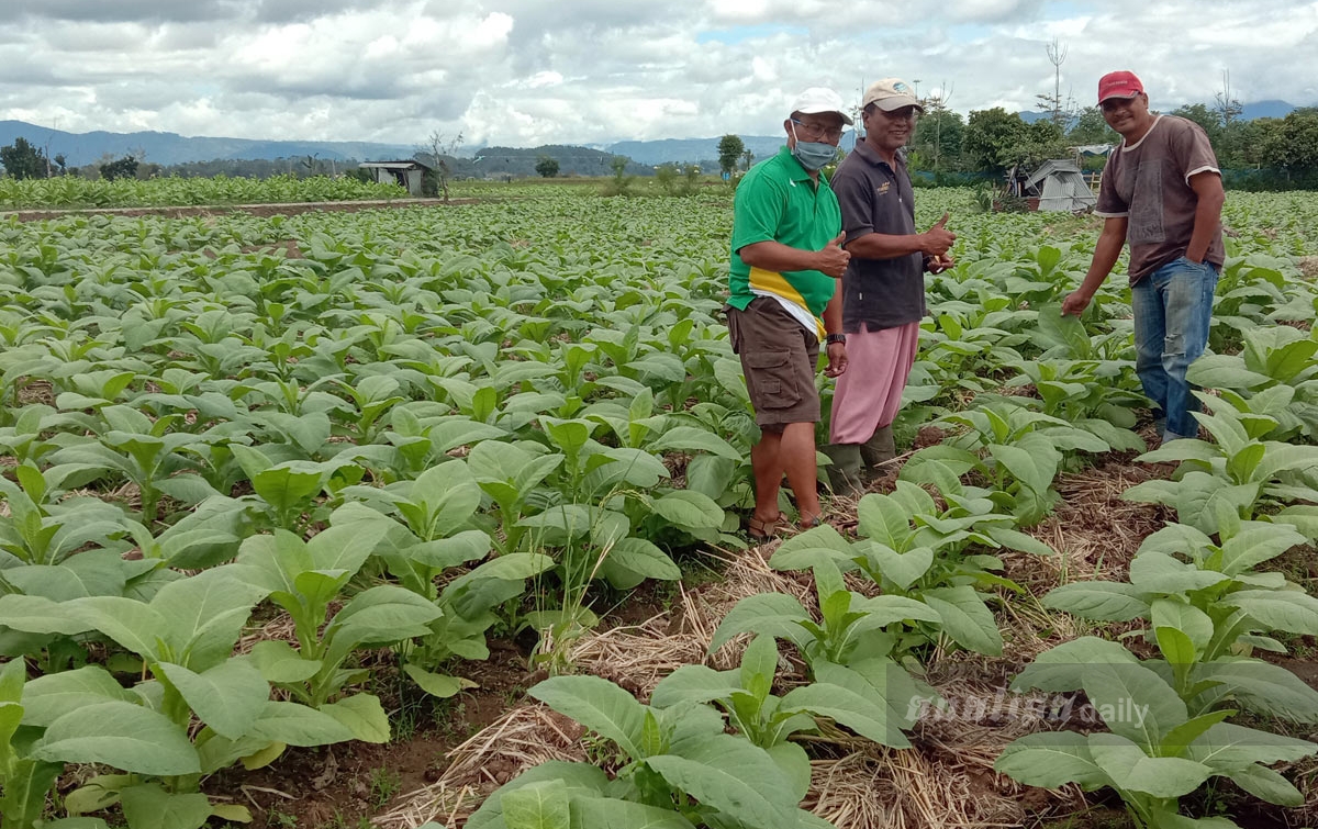 Petani di  Lereng  Sinabung Terus Kembangkan Tanaman  