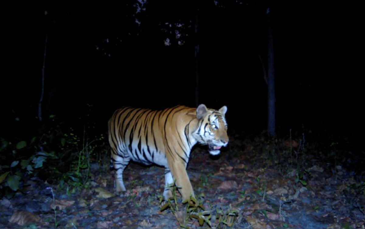 Penampakan Harimau Baru Tingkatkan Upaya Pelestarian