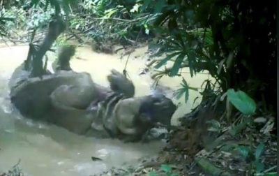 Badak Jawa Tertangkap Kamera di Taman Nasional Ujung Kulon